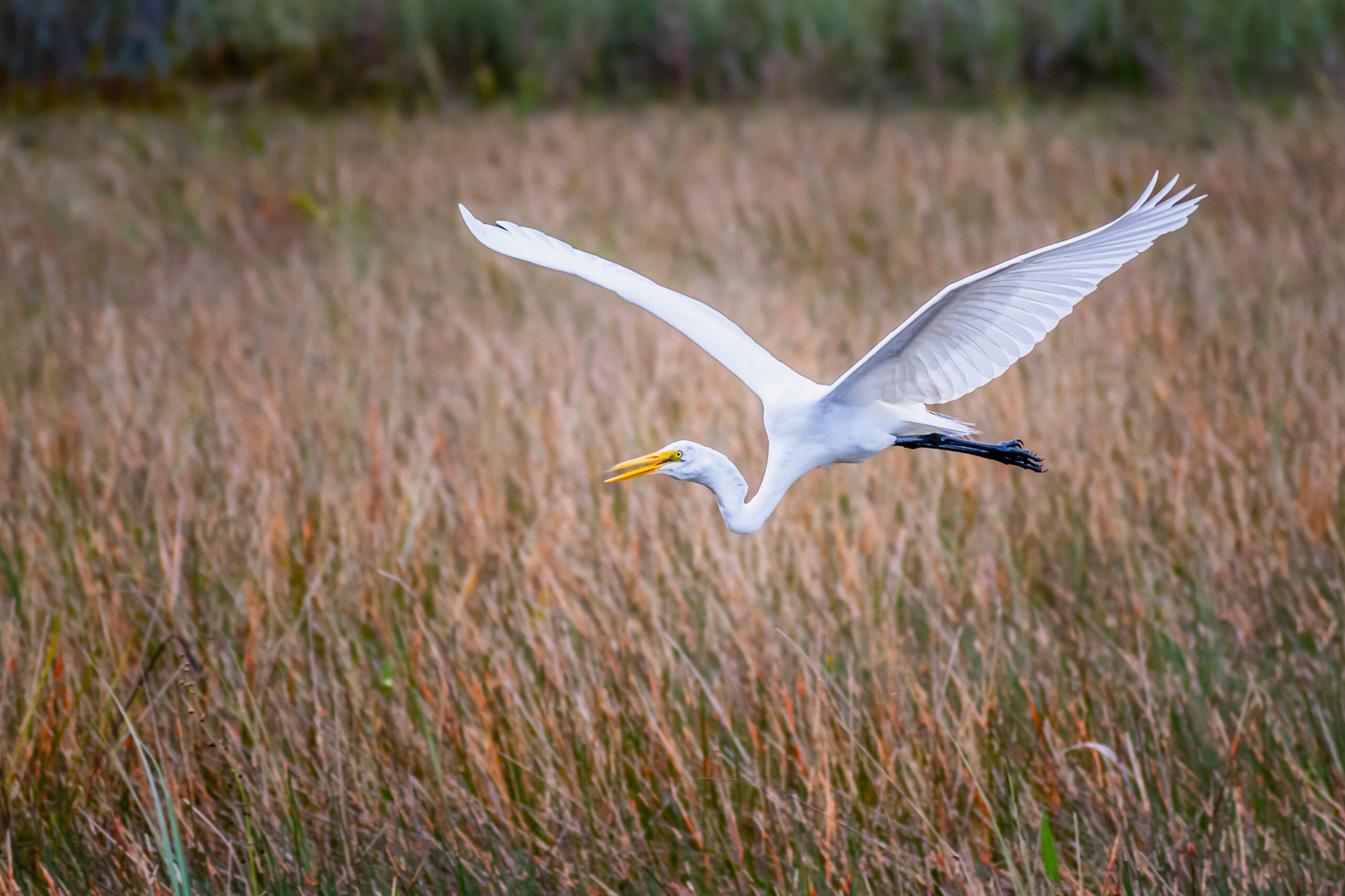 Everglades Egret In Flight: Great White Egret Everglades Everglades Egret In Flight: Great White Egret Everglades