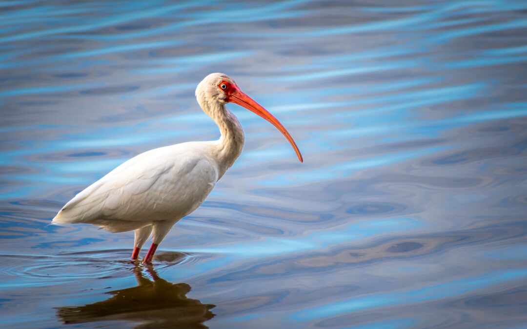 The Happy Ibis: American White Ibis Bird in Bradenton Florida