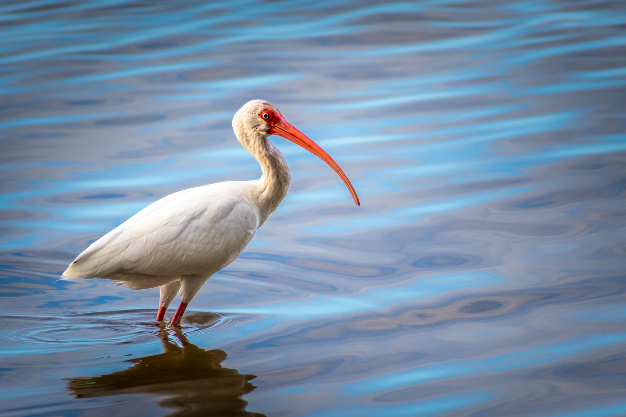 The Happy Ibis: American White Ibis Bird in Bradenton Florida