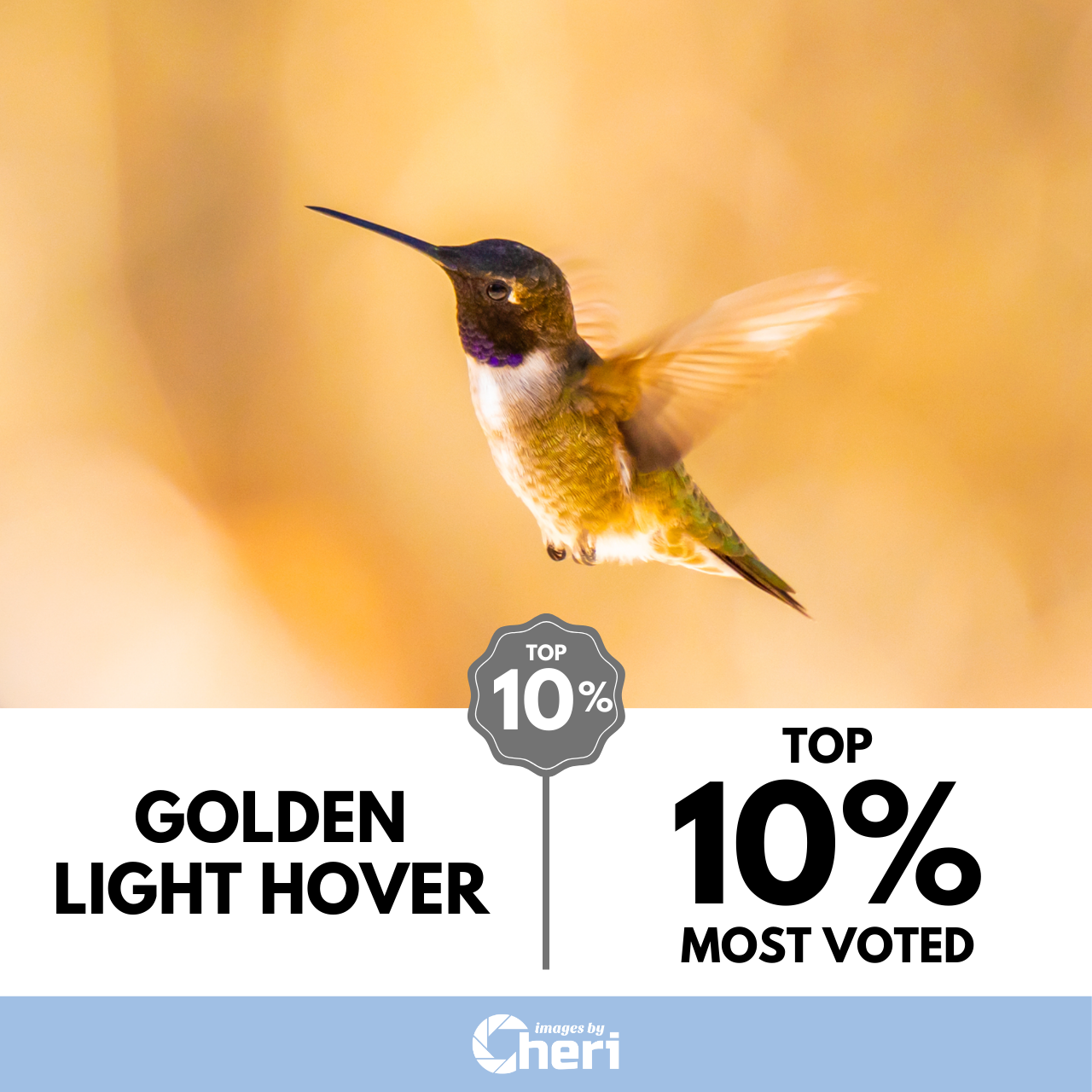 Award-winning 'Golden Light Hover' hummingbird photography by Cheri Alguire, ranked Top 10% Most Voted in ViewBug contest.