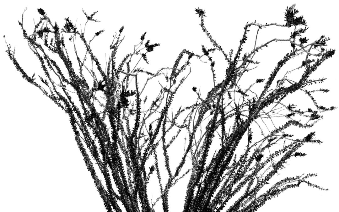 Joshua Tree Ocotillo Silhouette Black and White Wall Art Print