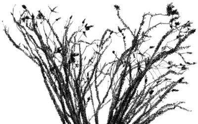 Joshua Tree Ocotillo Silhouette Black and White Wall Art Print