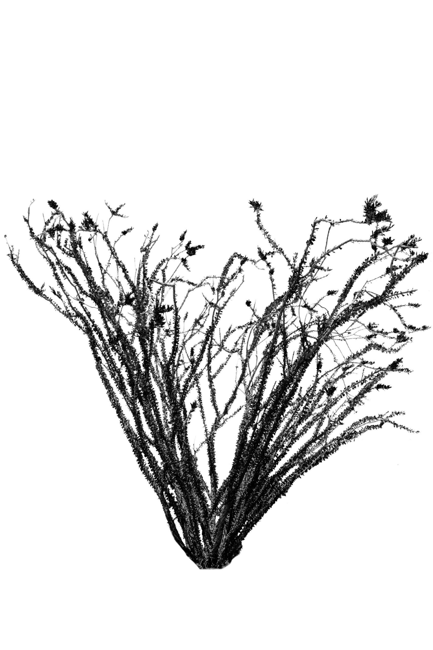 Joshua Tree Ocotillo Silhouette Black and White Wall Art Print Joshua Tree Ocotillo Silhouette Black and White Wall Art Print