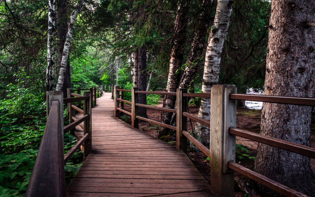 Forest Boardwalk Trail Gooseberry Falls Minnesota State Park