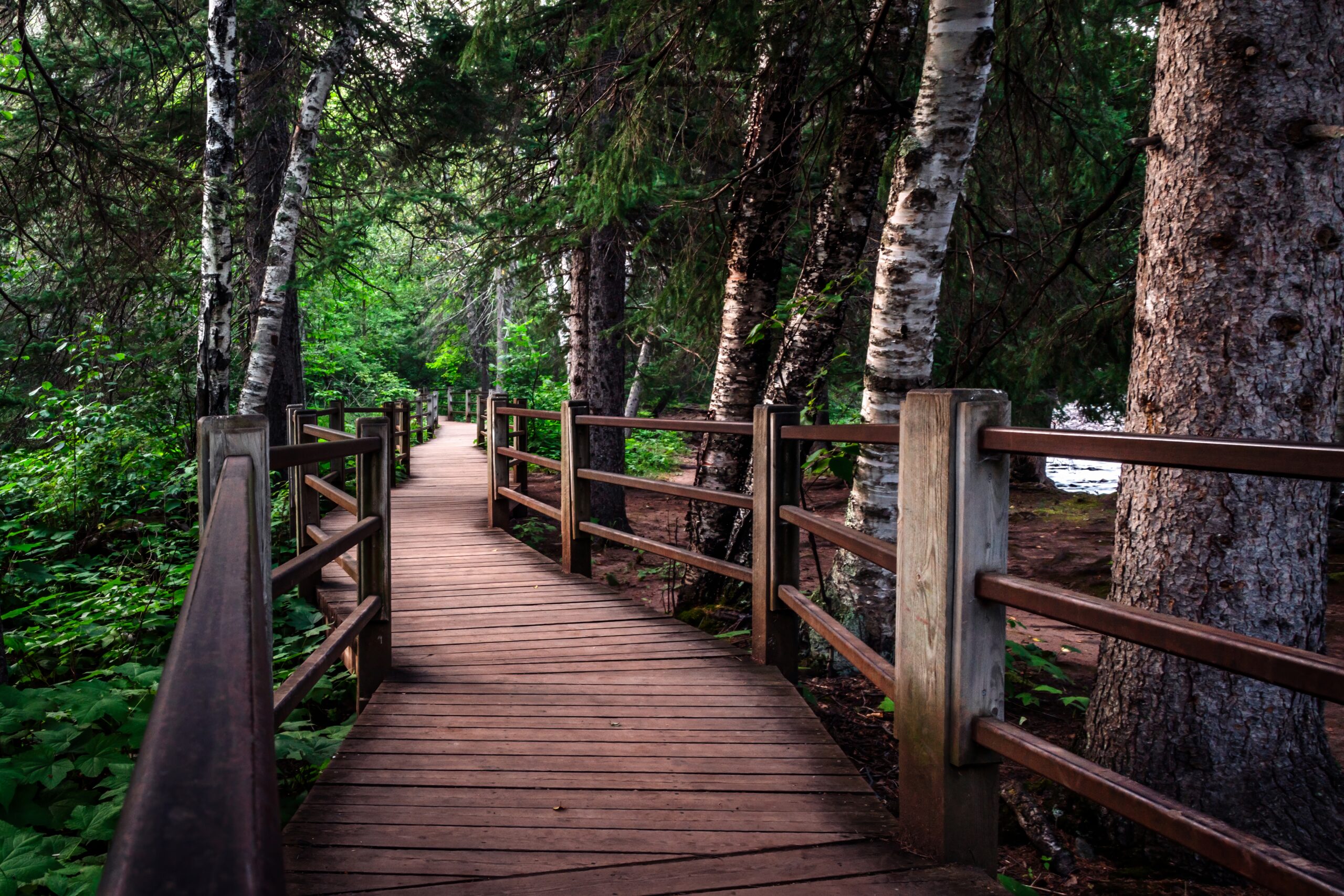 Forest Boardwalk Trail Gooseberry Falls Minnesota State Park