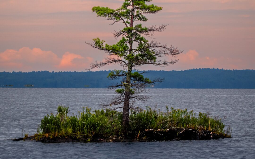 Voyageurs National Park Print: Lonely Pine at Dusk Lake Island Scene