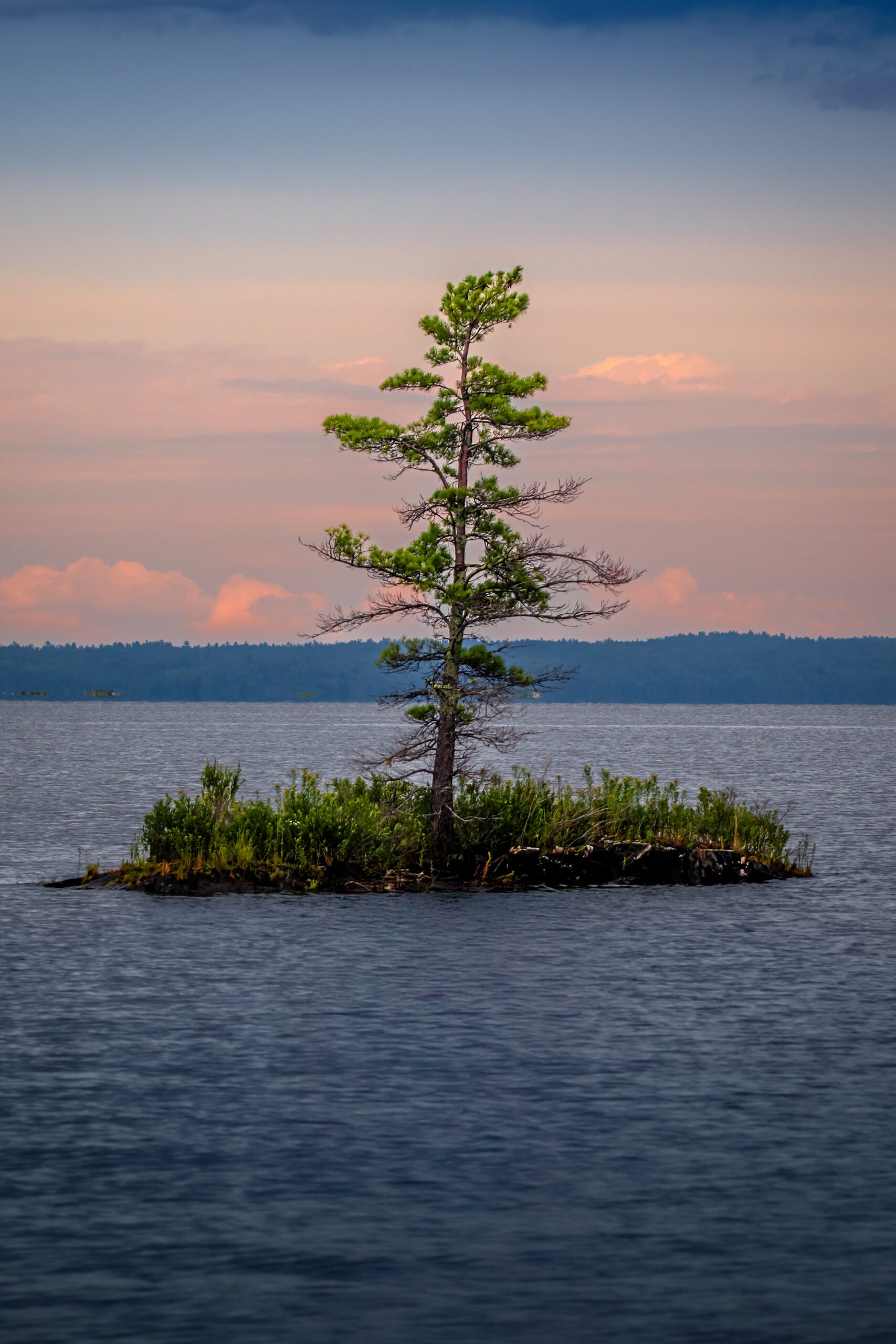 Voyageurs National Park Print: Lonely Pine at Dusk Lake Island Scene