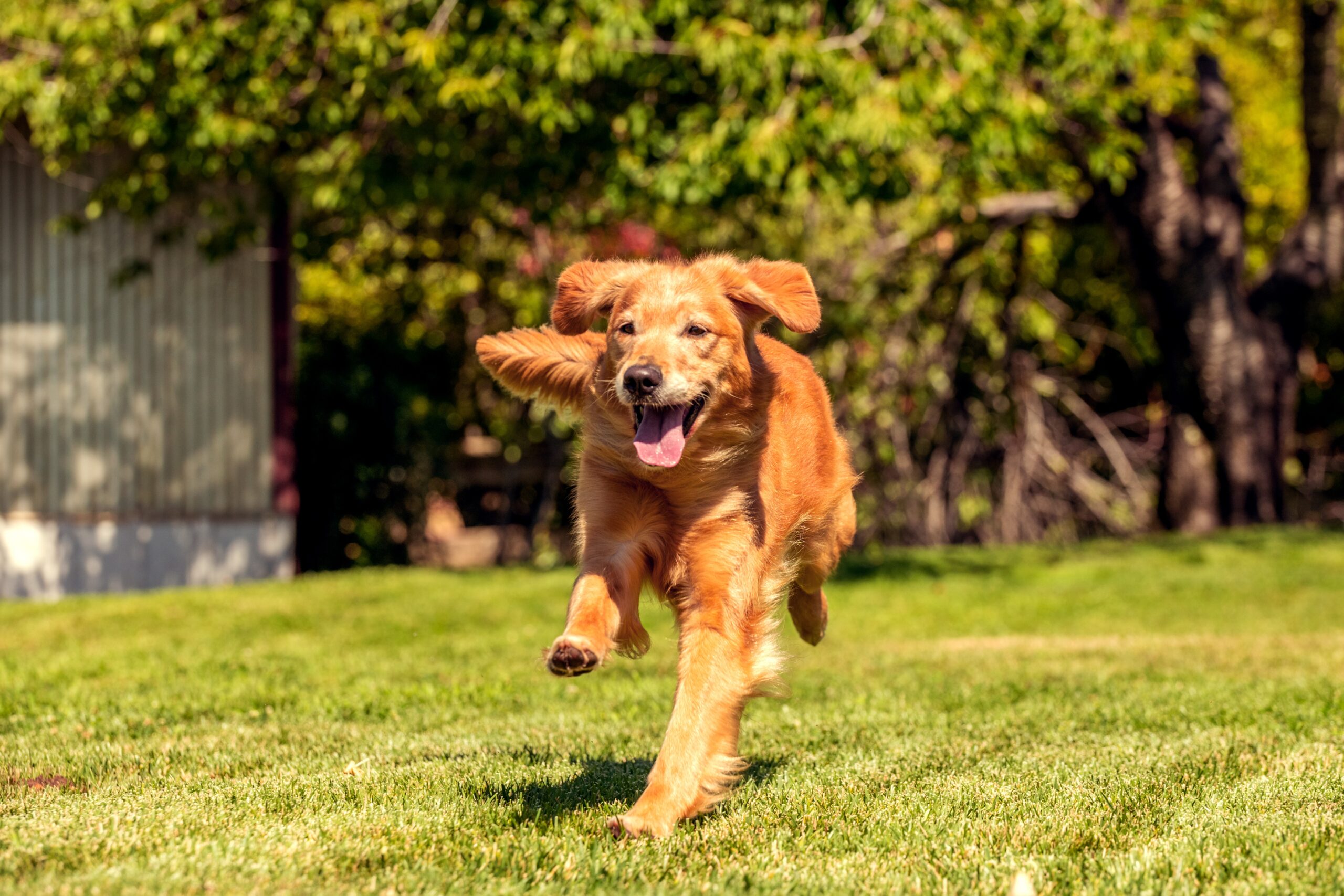 A happy Golden Retriever running at full speed across a green grass lawn on a sunny day.