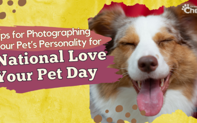 Tips for Photographing Your Pet’s Personality for National Love Your Pet Day
