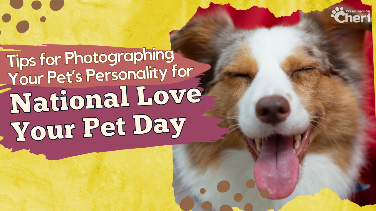 Setting Pet Health Goals: Vet Visits, Diet Tweaks, and Playtime Plans Setting Pet Health Goals: Vet Visits, Diet Tweaks, and Playtime Plans