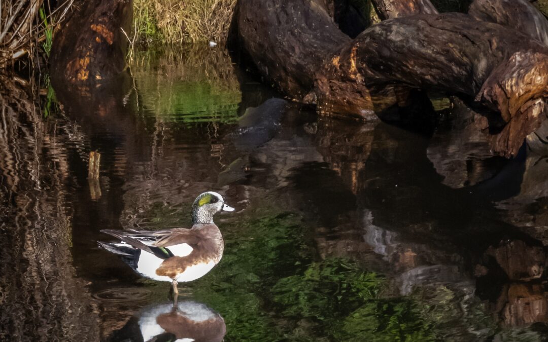 American Wigeon Duck in Seattle Pond Fine Art