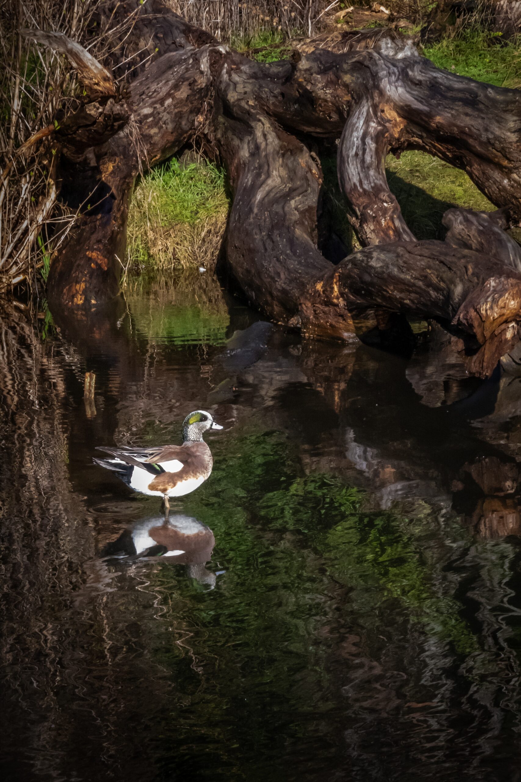 American Wigeon Duck in Seattle Pond Fine Art