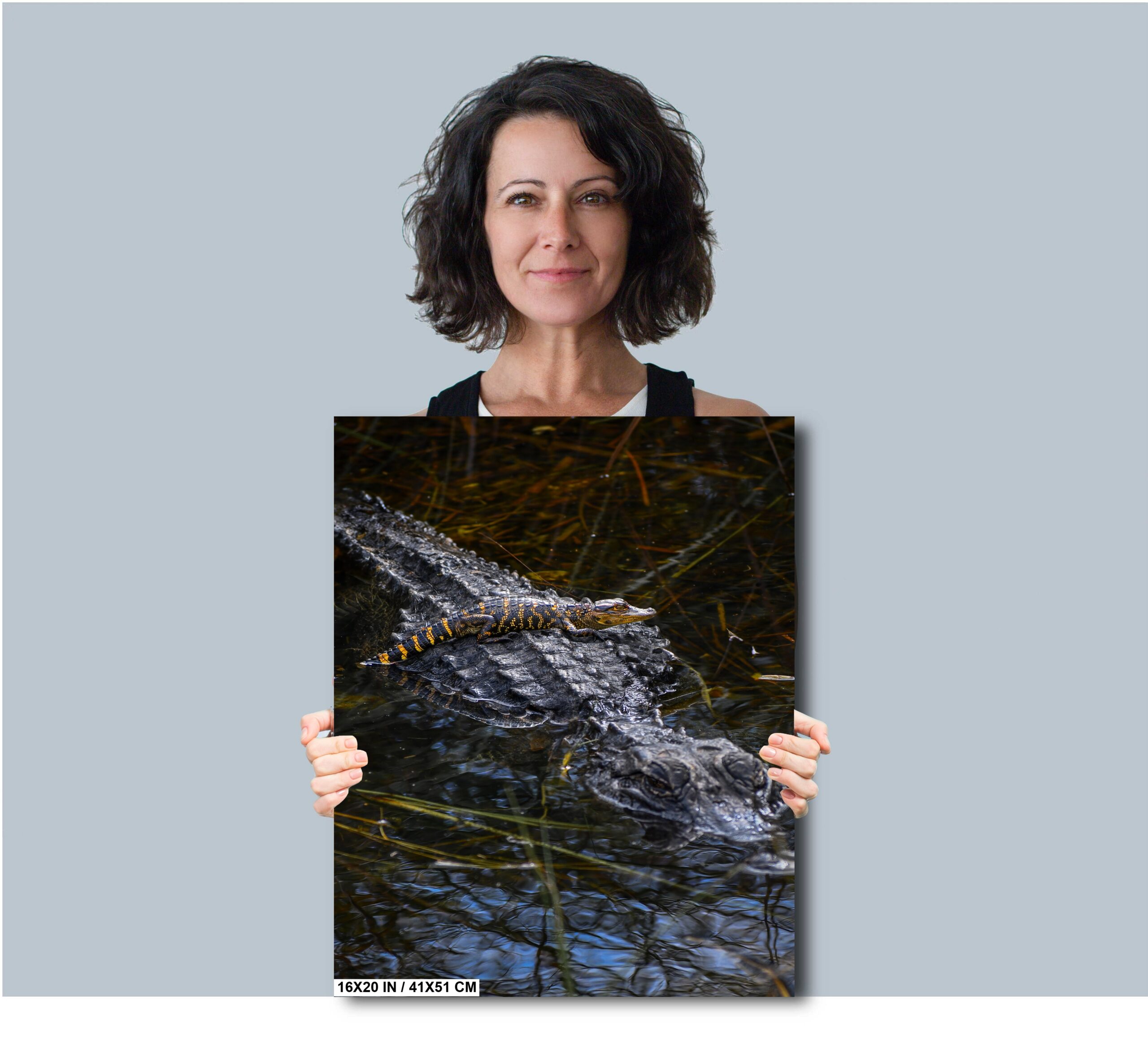 Baby Crock, doo, doo, doo, doo, doo, doo: American Alligator Diagram Baby Crock, doo, doo, doo, doo, doo, doo: American Alligator Diagram