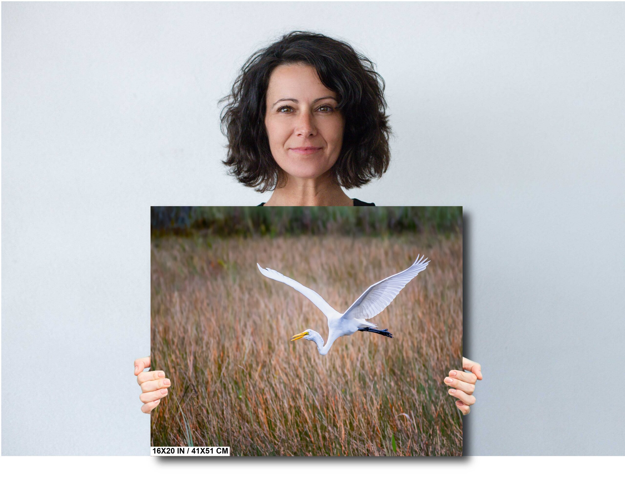 Everglades Egret In Flight: Great White Egret Everglades Diagram Everglades Egret In Flight: Great White Egret Everglades Diagram
