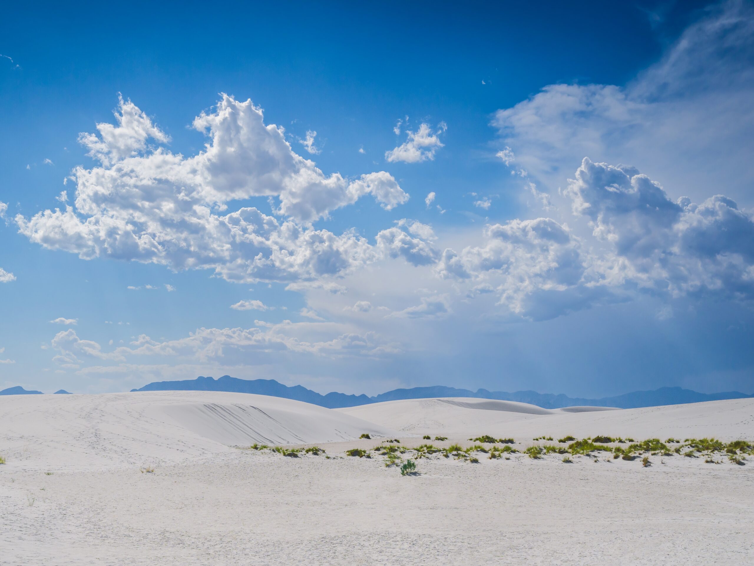 White Sands Serenity: Grass in the Shadows of White Sands National Park