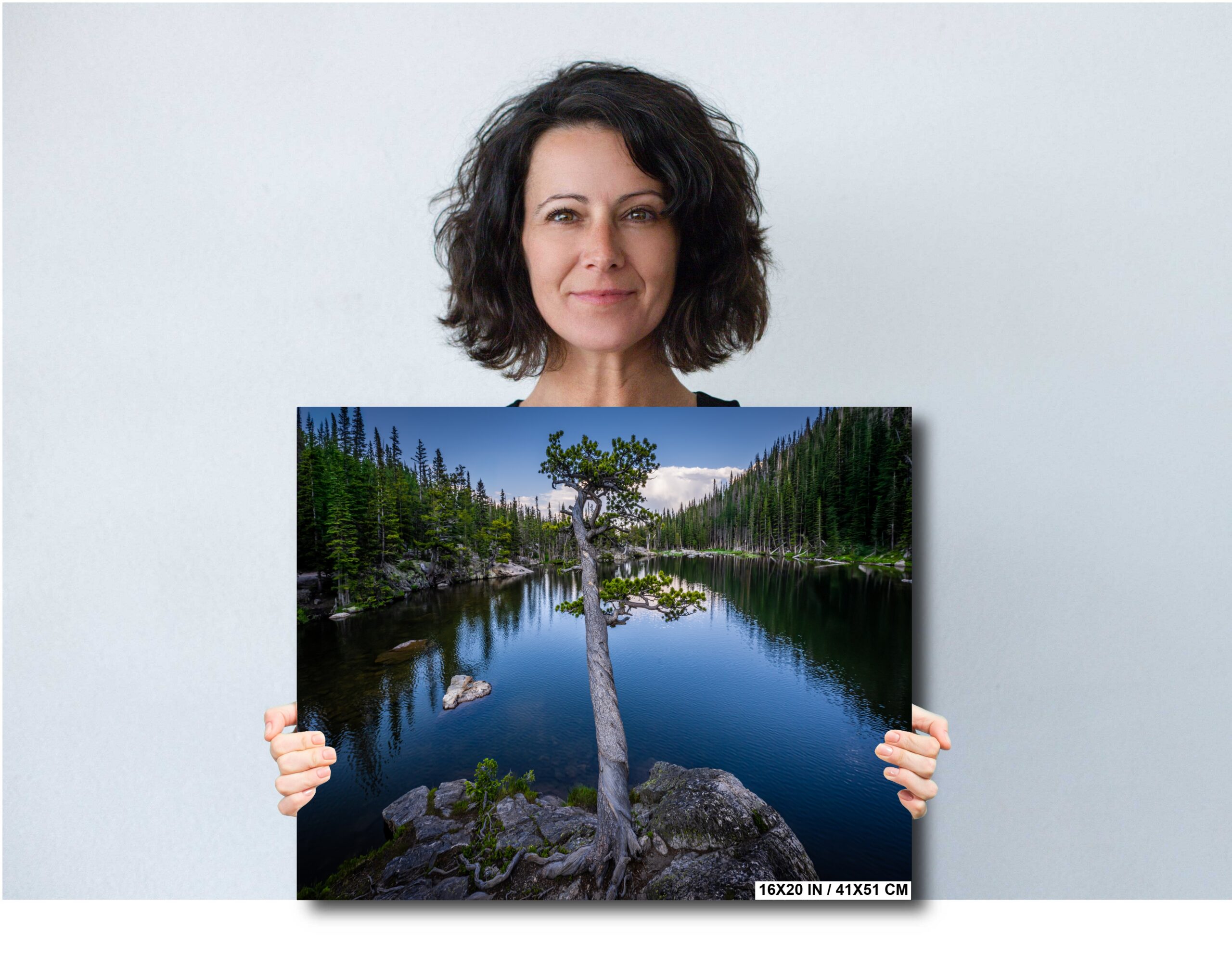 The Maestro Tree at Dream Lake: Twisted Tree Rocky Mountain National Park Colorado Diagram The Maestro Tree at Dream Lake: Twisted Tree Rocky Mountain National Park Colorado Diagram