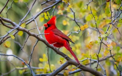 Arizona Northern Cardinal Red Bird in Fall Foliage Wildlife