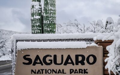 A Frosty Welcome to Saguaro National Park