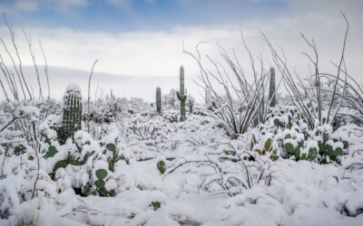 Snow-Tipped Peaks and Cactus Heights