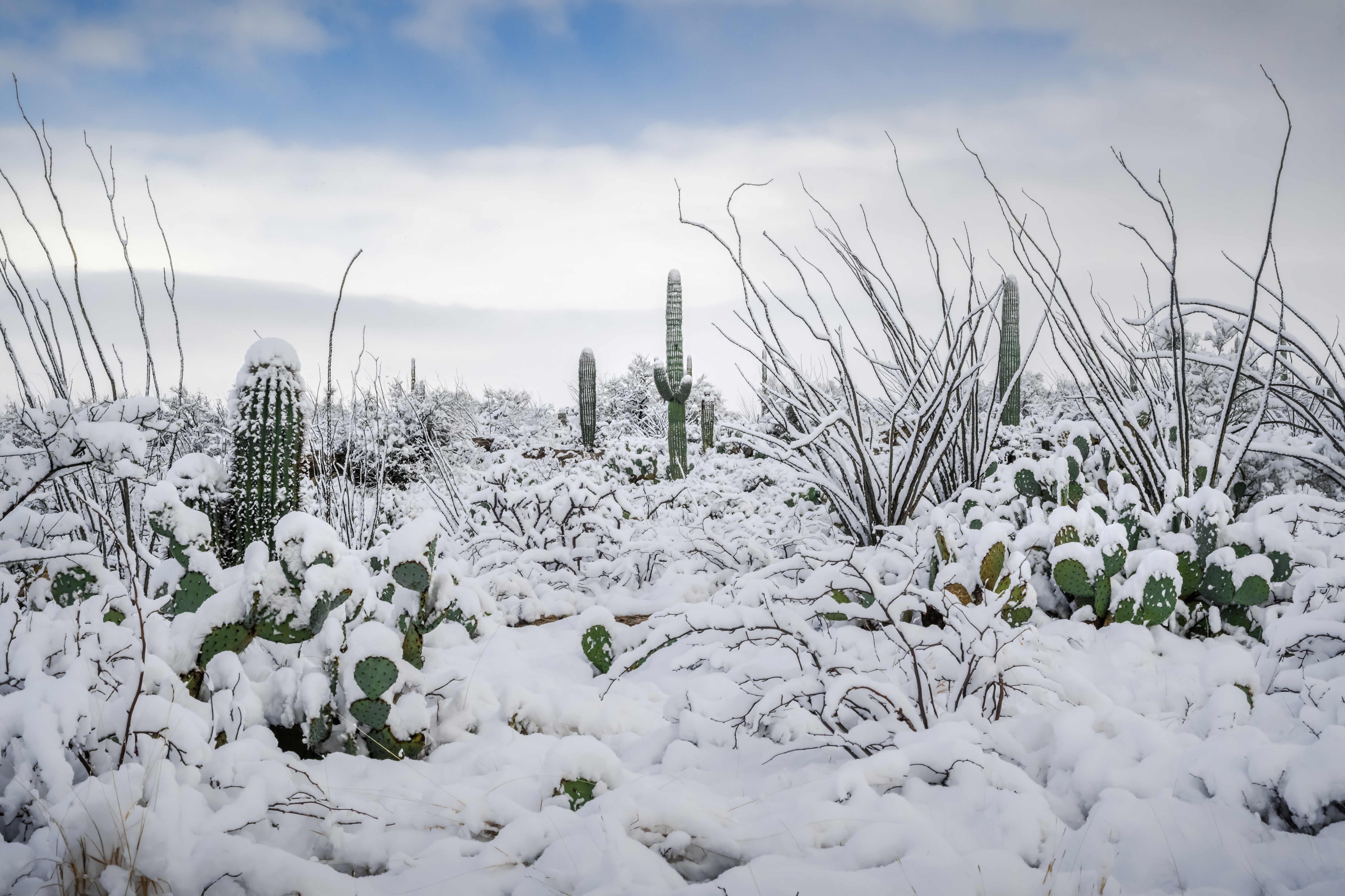 Snow-Tipped Peaks and Cactus Heights