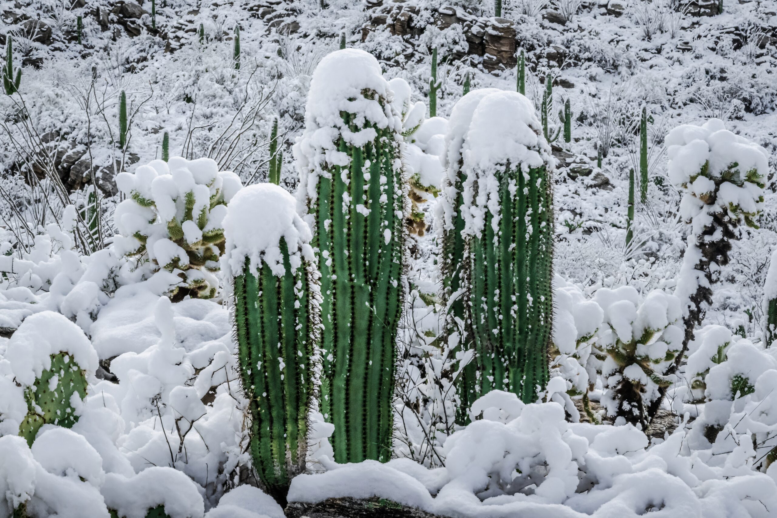 Proud Cactus Soldiers In The Snow: Snow-Capped Saguaros