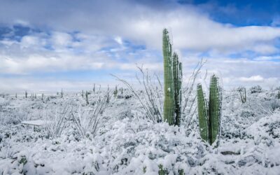 The White Desert: Snowfall in Saguaro National Park Tucson Arizona