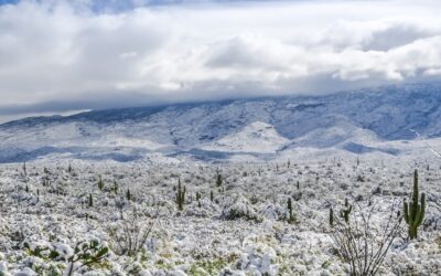Winter’s Touch on the Desert Landscape: Saguaro National Park
