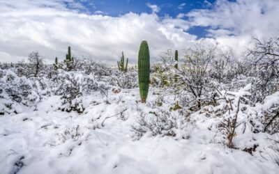 Winter’s Charm in the Desert: Saguaro National Park