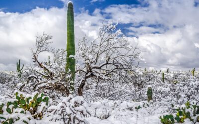 Saguaro Standing Tall in Winter’s Embrace