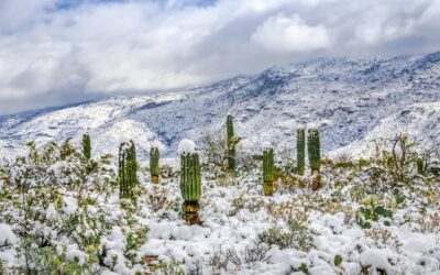 Saguaro Guardians of the Frosted Canyon
