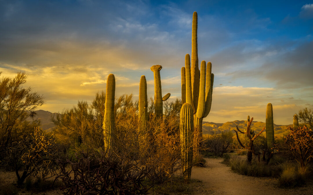 Saguaro National Park Golden Hour Saguaro Cactus Sunset
