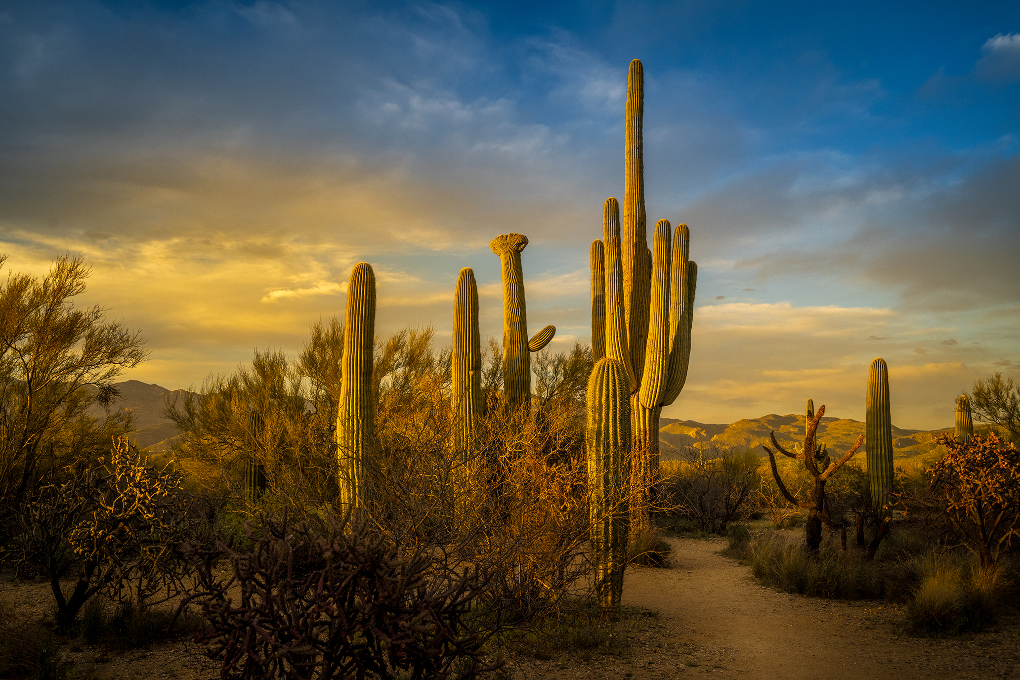 Saguaro National Park Golden Hour Saguaro Cactus Sunset