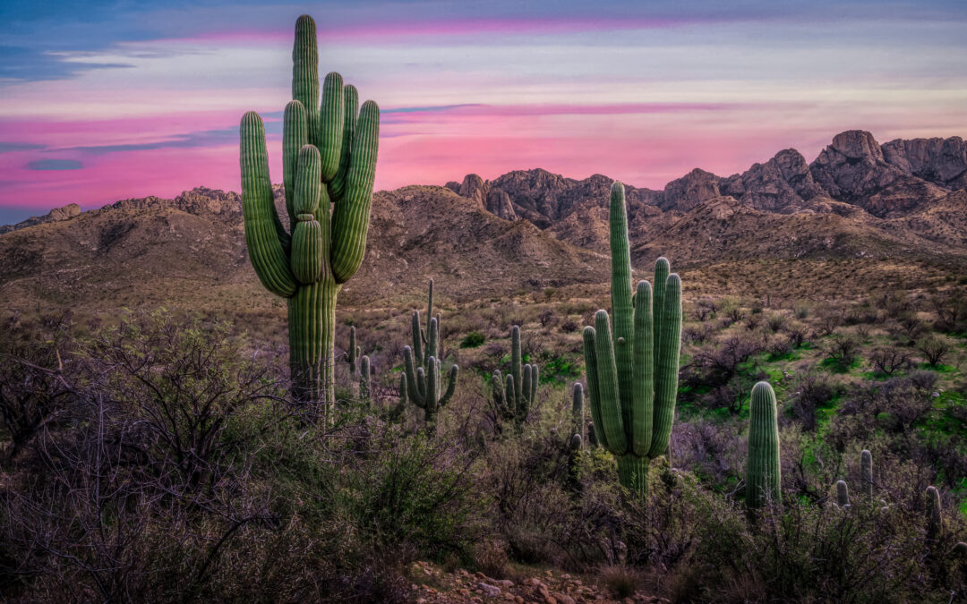 Sonoran Desert Sunset with Saguaros – Catalina State Park Tucson Arizona