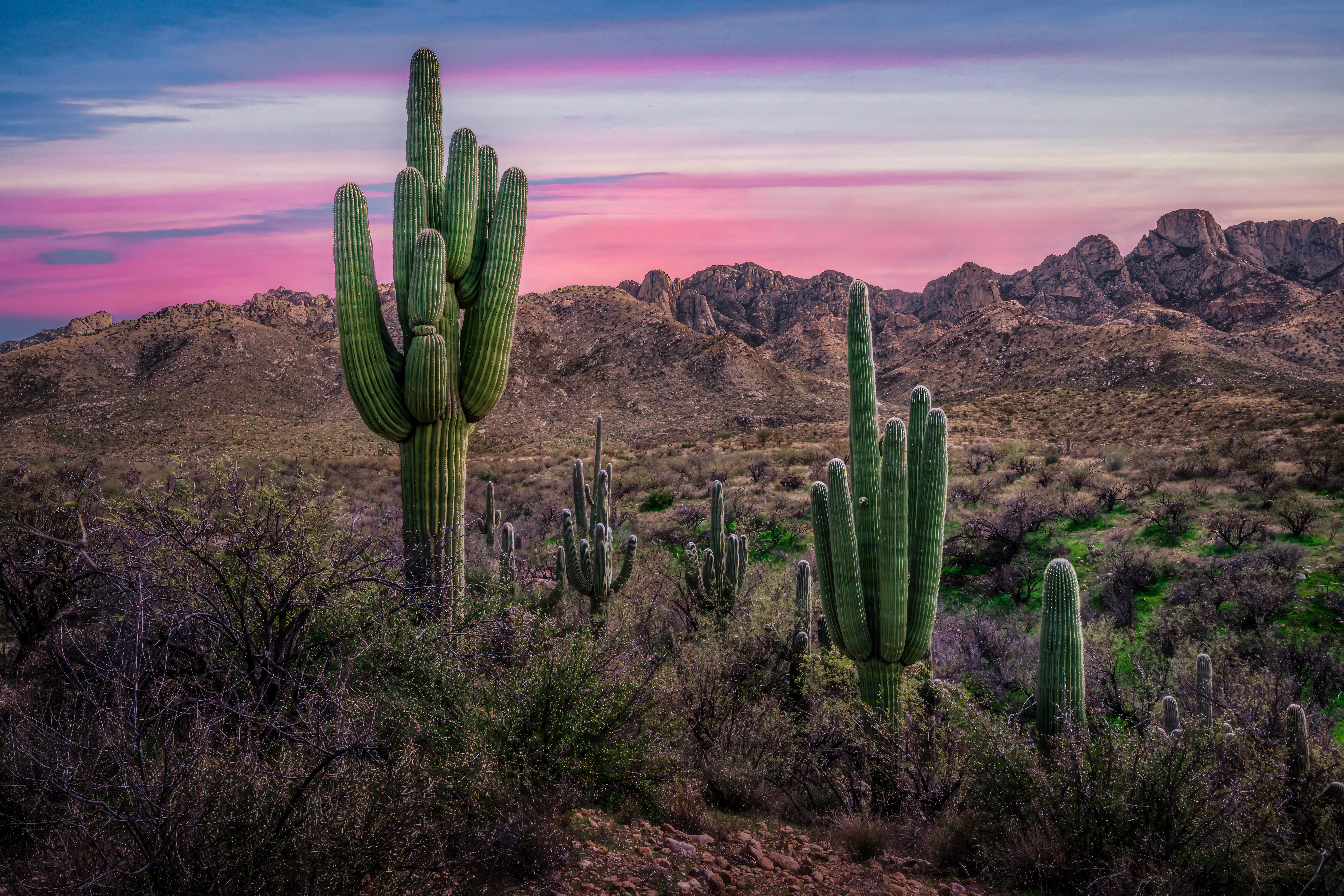 Sonoran Desert Sunset with Saguaros – Catalina State Park Tucson Arizona Sonoran Desert Sunset with Saguaros – Catalina State Park Tucson Arizona