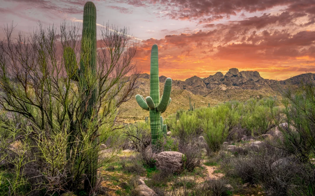 Sonoran Desert Sunset with Saguaros – Catalina State Park Tucson Arizona Photography Print