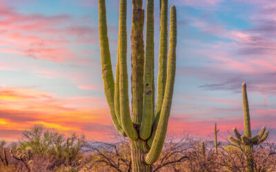 Multi-Arm Saguaro at Sunset – Saguaro National Park East Tucson Arizona Photography Print