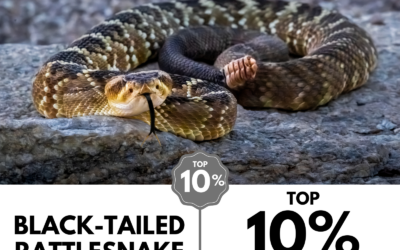 Viewbug.com: Top 10% Most Voted in ‘Animal Frames’ Photo Contest