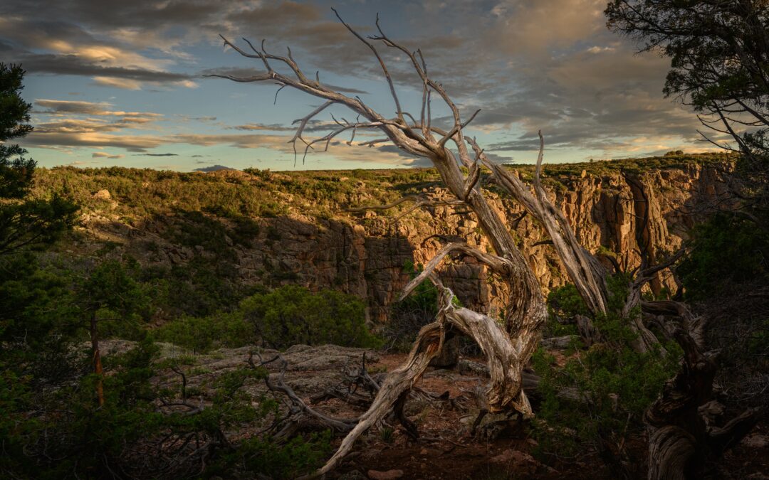 Twisted Juniper Tree Overlook, Black Canyon of the Gunnison