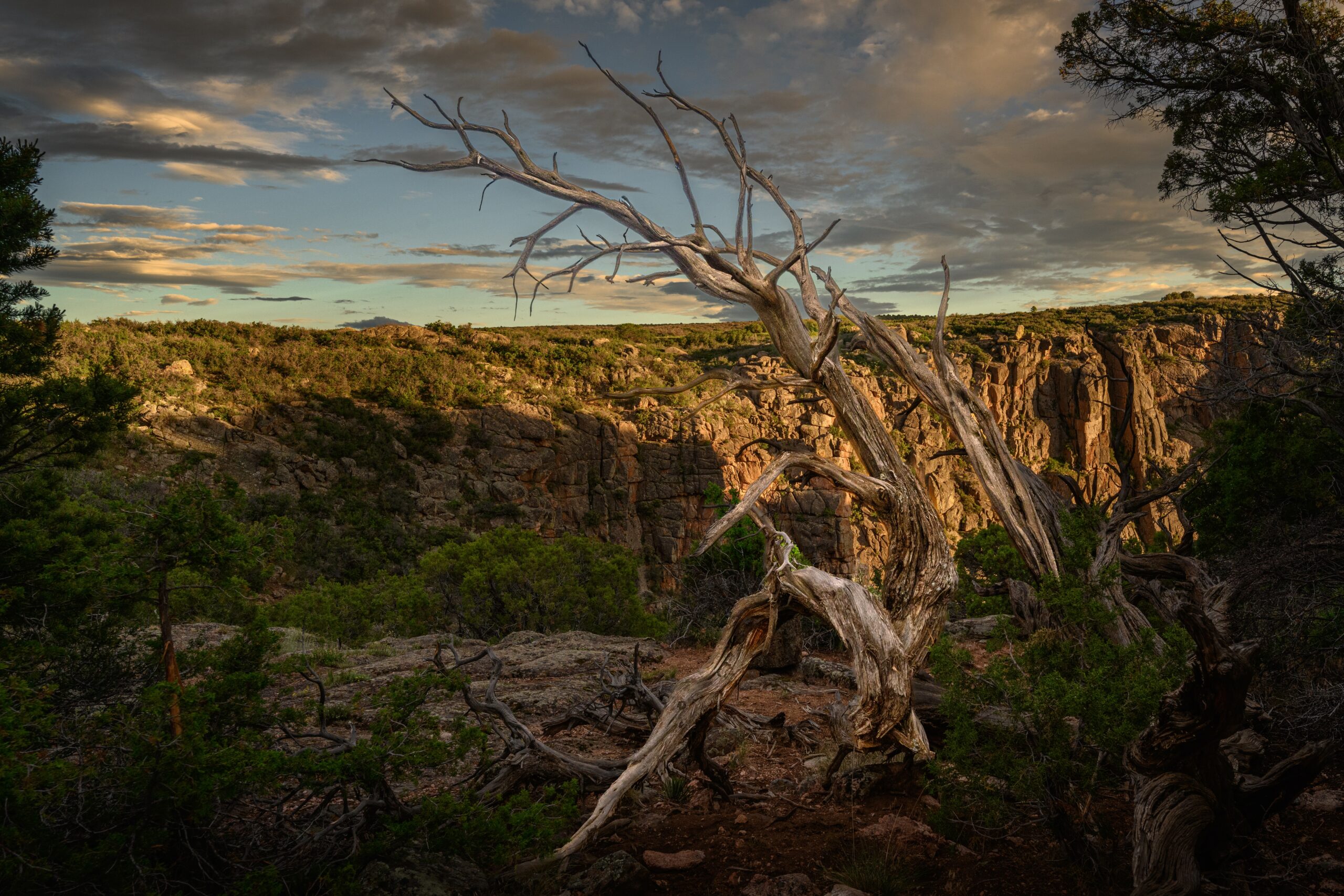 Twisted Juniper Tree Overlook, Black Canyon of the Gunnison