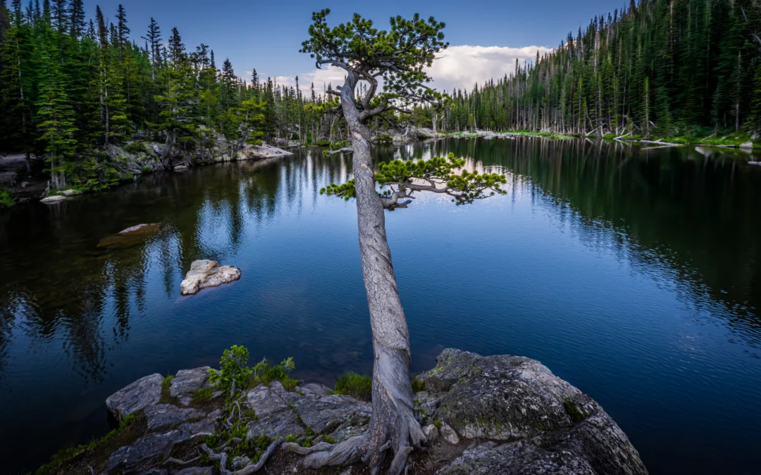 The Maestro Tree at Dream Lake: Twisted Tree Rocky Mountain National Park Colorado