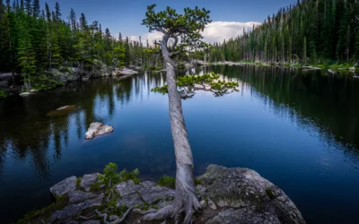The Maestro Tree at Dream Lake: Twisted Tree Rocky Mountain National Park Colorado