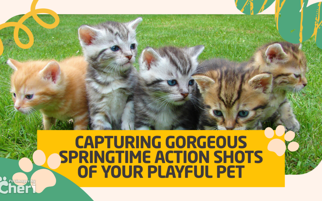 Capturing Gorgeous Springtime Action Shots of Your Playful Pet