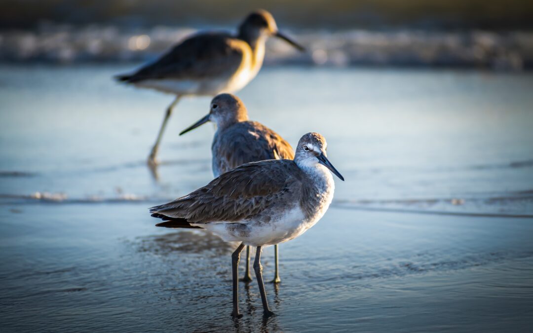 Graceful Willets: Bird Print Anna Maria Island Coast Florida