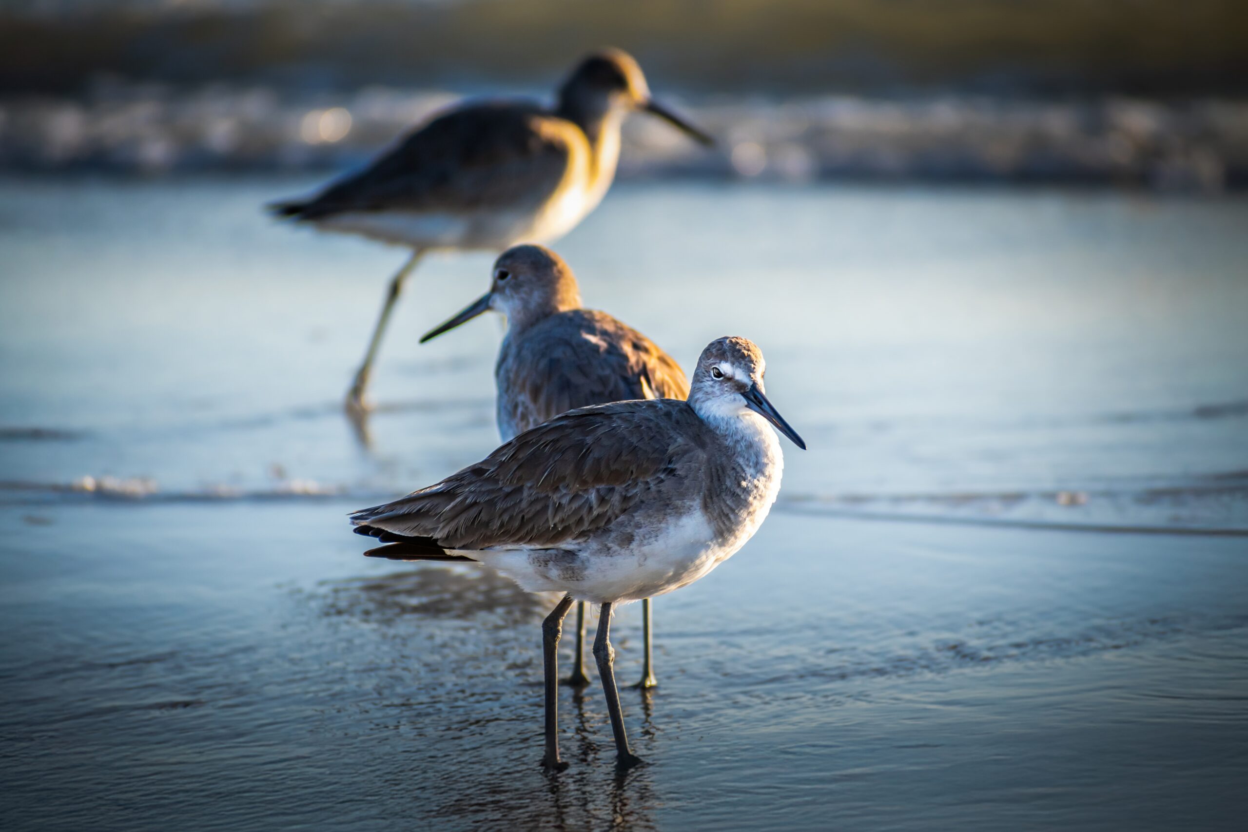 Graceful Willets: Bird Print Anna Maria Island Coast Florida Graceful Willets: Bird Print Anna Maria Island Coast Florida