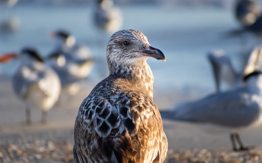 The Lonely She-Gull: Brown Seagull on Anna Maria Island Coast