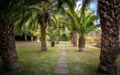 Louisiana Palms: A Glimpse of Abbeville’s Greenery