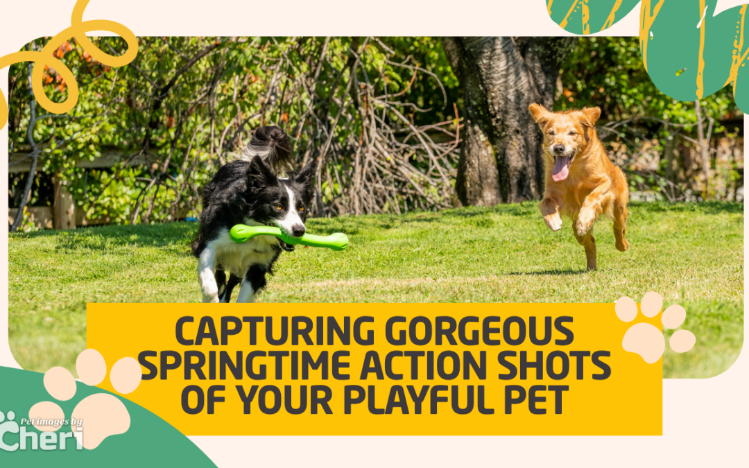 Capturing Gorgeous Springtime Action Shots of Your Playful Pet