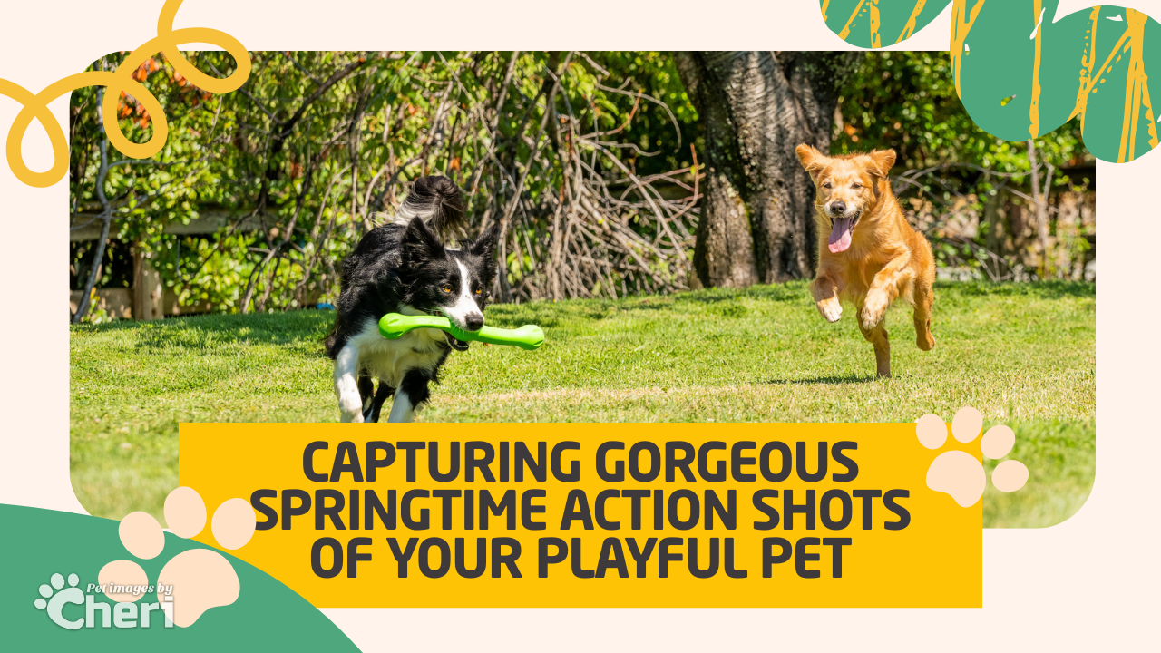 Capturing Gorgeous Springtime Action Shots of Your Playful Pet