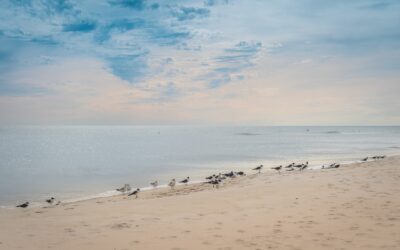 Birds on Perdido Key Beach: Florida Seascape