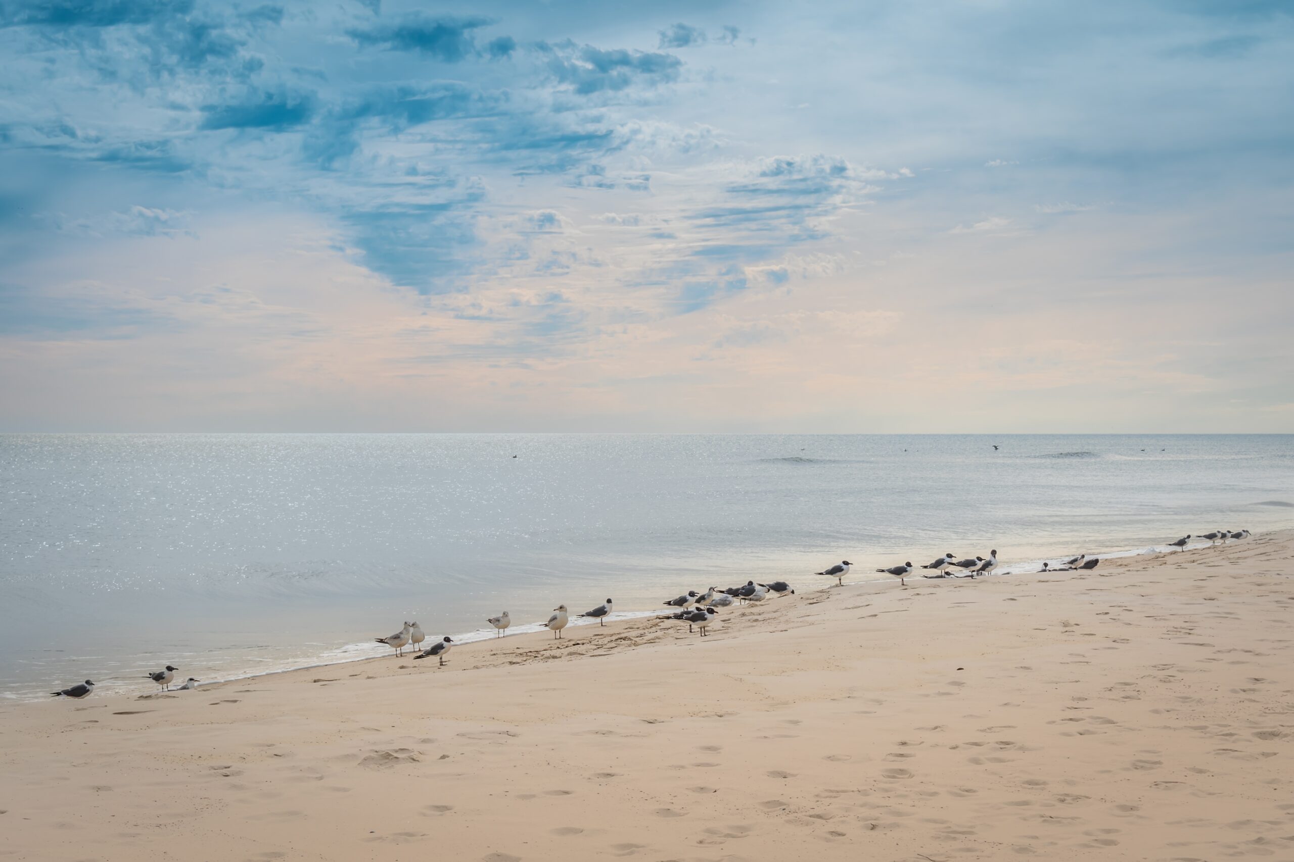 Birds on Perdido Key Beach: Florida Seascape